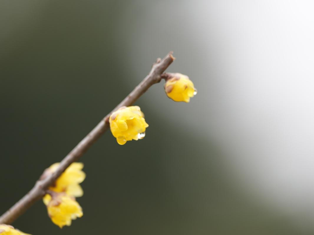 蠟梅“想開”+雨滴“助陣”=這屆蠟梅展也太美了