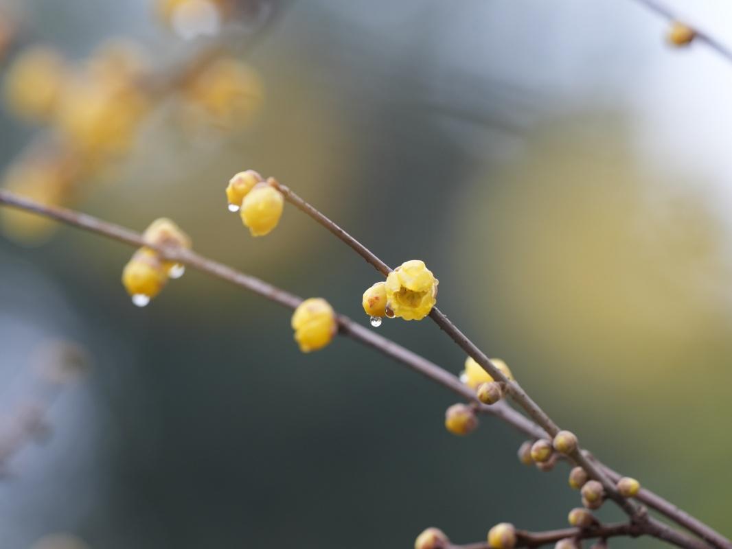 蠟梅“想開”+雨滴“助陣”=這屆蠟梅展也太美了