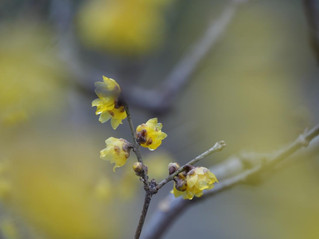 蠟梅“想開”+雨滴“助陣”=這屆蠟梅展也太美了