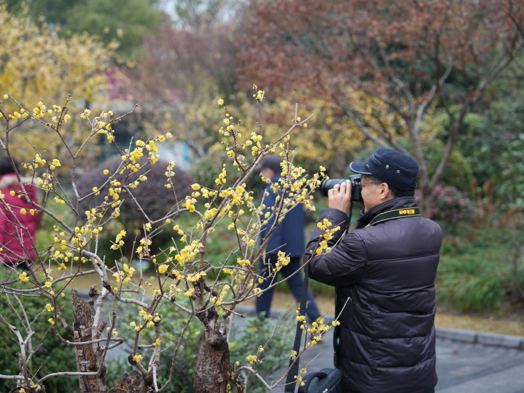 蠟梅“想開”+雨滴“助陣”=這屆蠟梅展也太美了