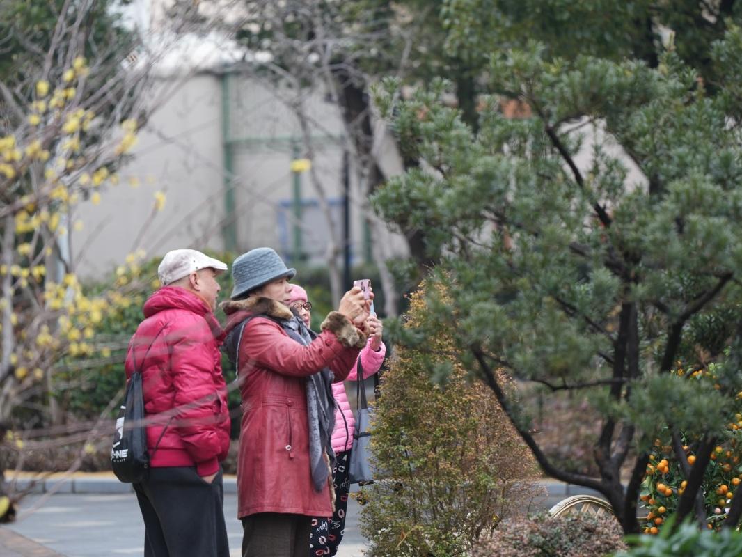 蠟梅“想開”+雨滴“助陣”=這屆蠟梅展也太美了