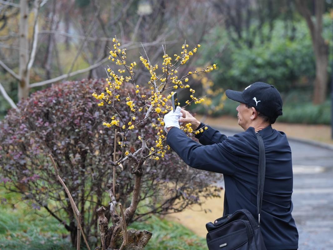 蠟梅“想開”+雨滴“助陣”=這屆蠟梅展也太美了