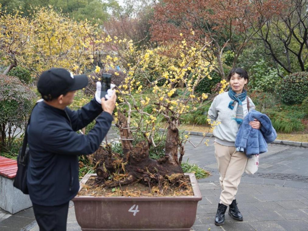 蠟梅“想開”+雨滴“助陣”=這屆蠟梅展也太美了