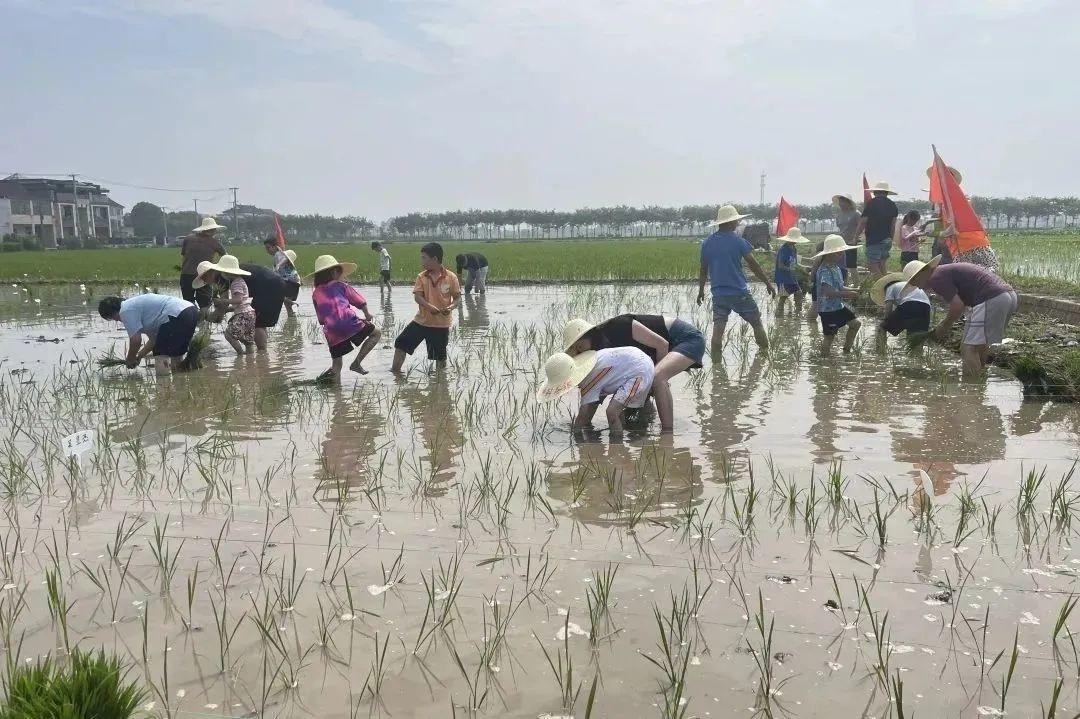 來金山走這條路線,帶你體驗鄉村“農+樂”