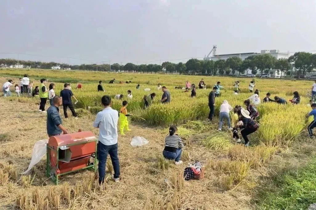 來金山走這條路線,帶你體驗鄉村“農+樂”