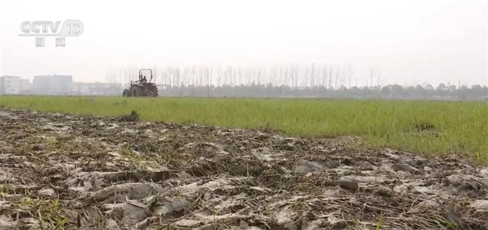 高標準、新模式、巧育種 各地多舉措助增收繪出“新豐景”