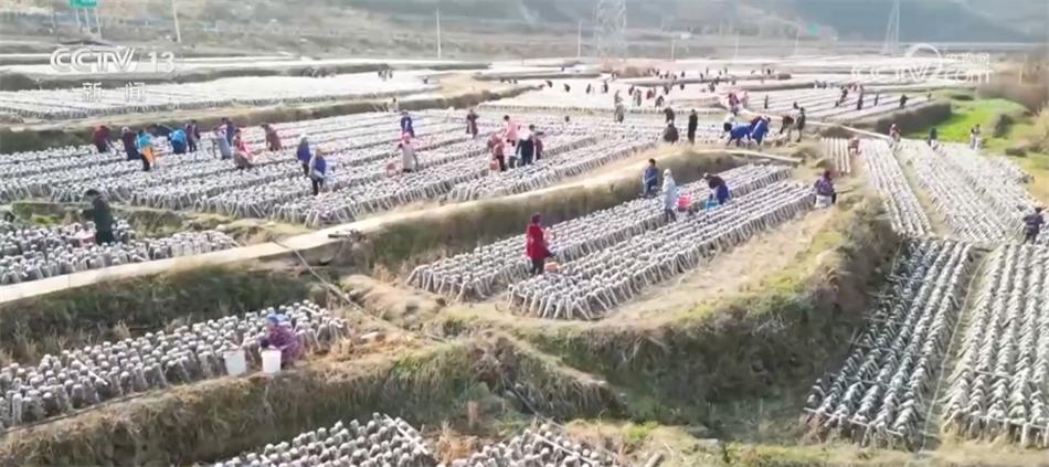 高標準、新模式、巧育種 各地多舉措助增收繪出“新豐景”