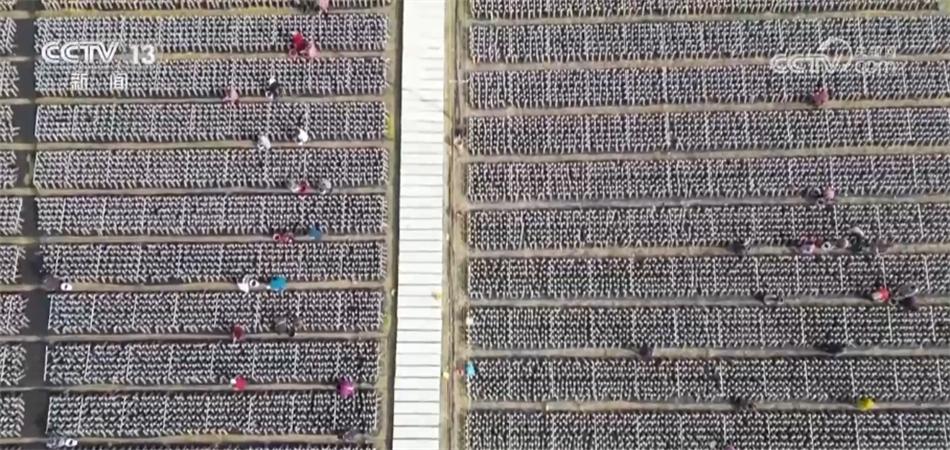 高標準、新模式、巧育種 各地多舉措助增收繪出“新豐景”