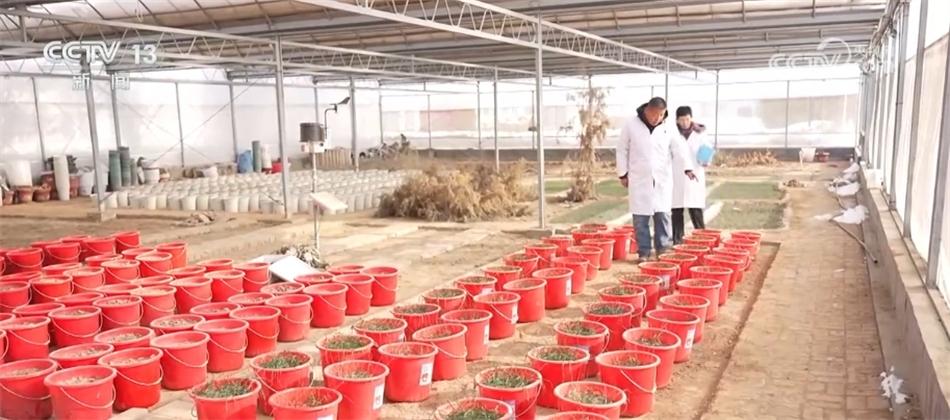 高標準、新模式、巧育種 各地多舉措助增收繪出“新豐景”