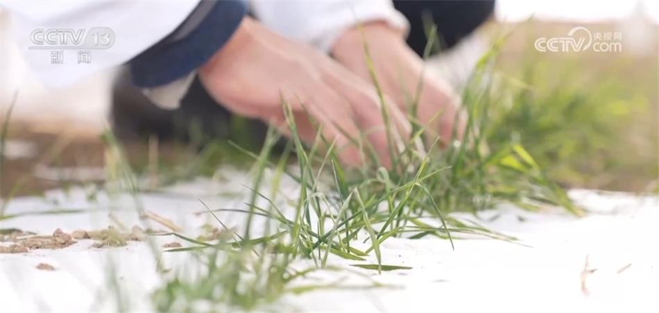 高標準、新模式、巧育種 各地多舉措助增收繪出“新豐景”