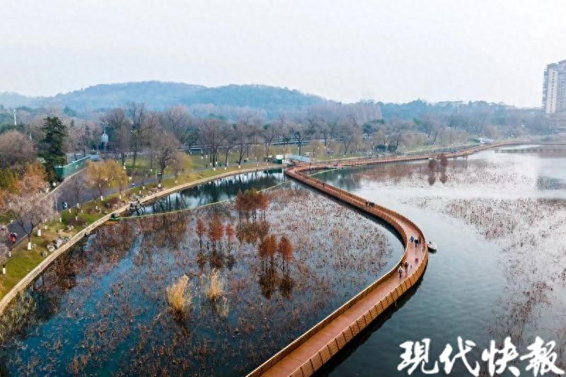 沉浸式體驗山水城林,南京玄武湖太平門賞荷棧道正式開放