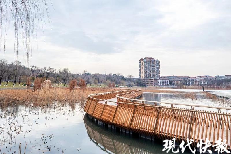 沉浸式體驗山水城林,南京玄武湖太平門賞荷棧道正式開放