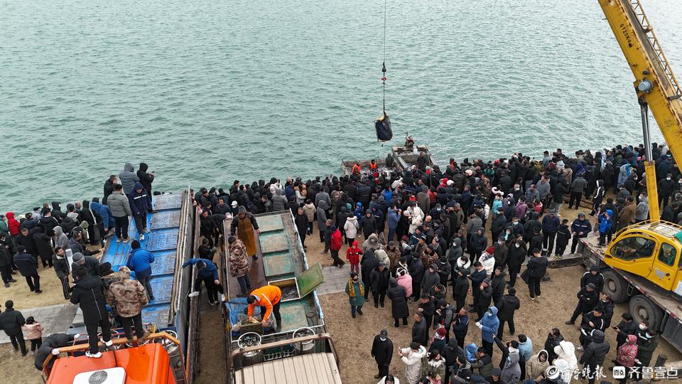 真有大魚!茌平金牛湖冬捕把過年氣氛拉滿