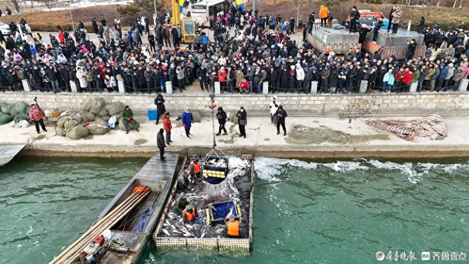 真有大魚!茌平金牛湖冬捕把過年氣氛拉滿