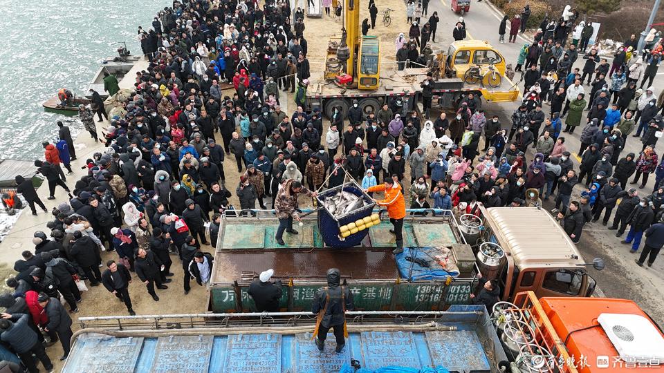 真有大魚!茌平金牛湖冬捕把過年氣氛拉滿