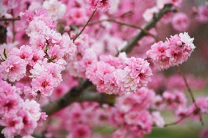 男生患桃花癲感覺全校女生喜歡自己