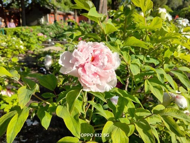 OPPO K12全面評測:百瓦快充大電池 打造大眾好手機