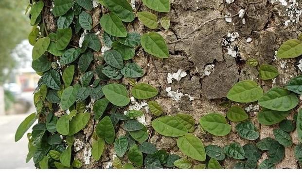 不愧是年輕人的第一臺 AI 手機,一加Ace 3V究竟能在生活中做哪些