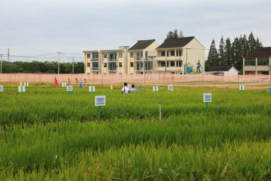 金山高新區:水稻新品種獲得全國優質稻品種金獎