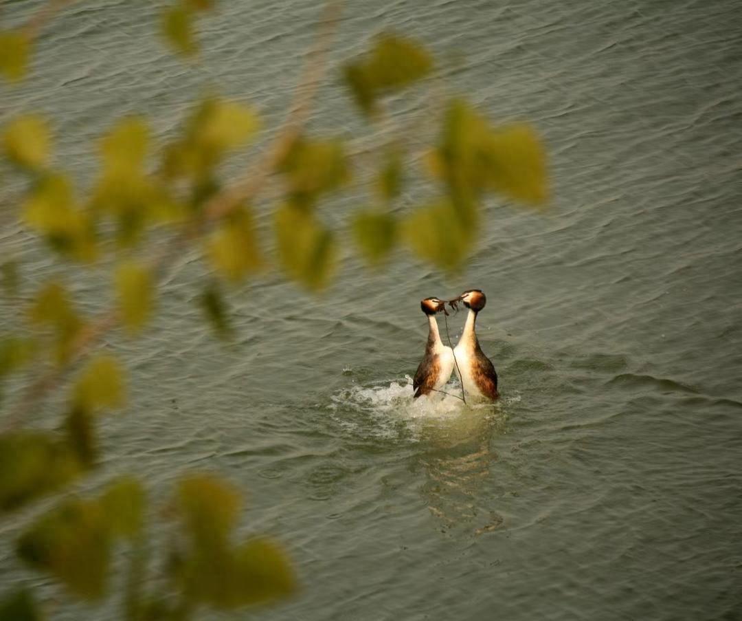 濰坊諸城:碧水繞城生態美 鳳頭鸊鵜跳雙舞