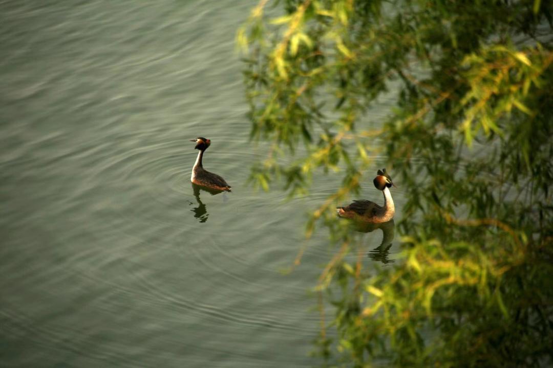濰坊諸城:碧水繞城生態美 鳳頭鸊鵜跳雙舞