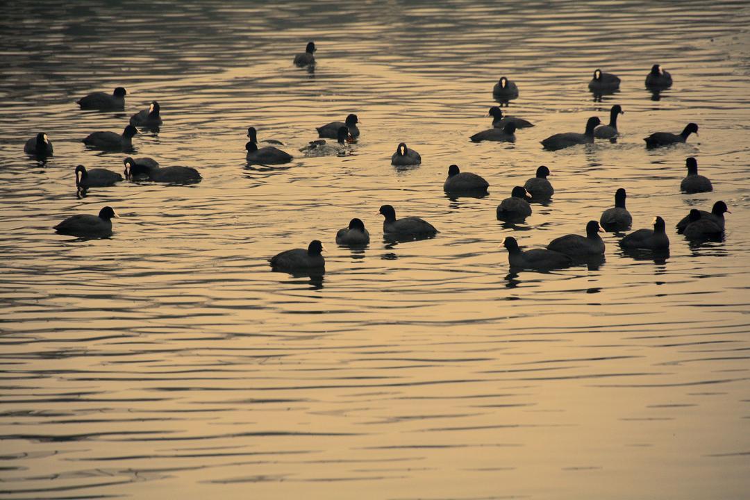 濰坊諸城:碧水繞城生態美 鳳頭鸊鵜跳雙舞