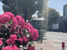 暮春里的繁華!這條公路太浪漫了