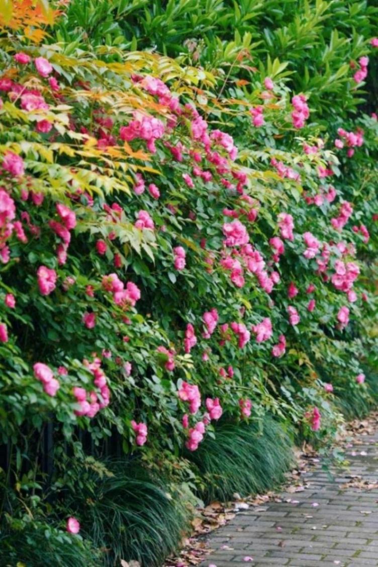 暮春里的繁華!這條公路太浪漫了