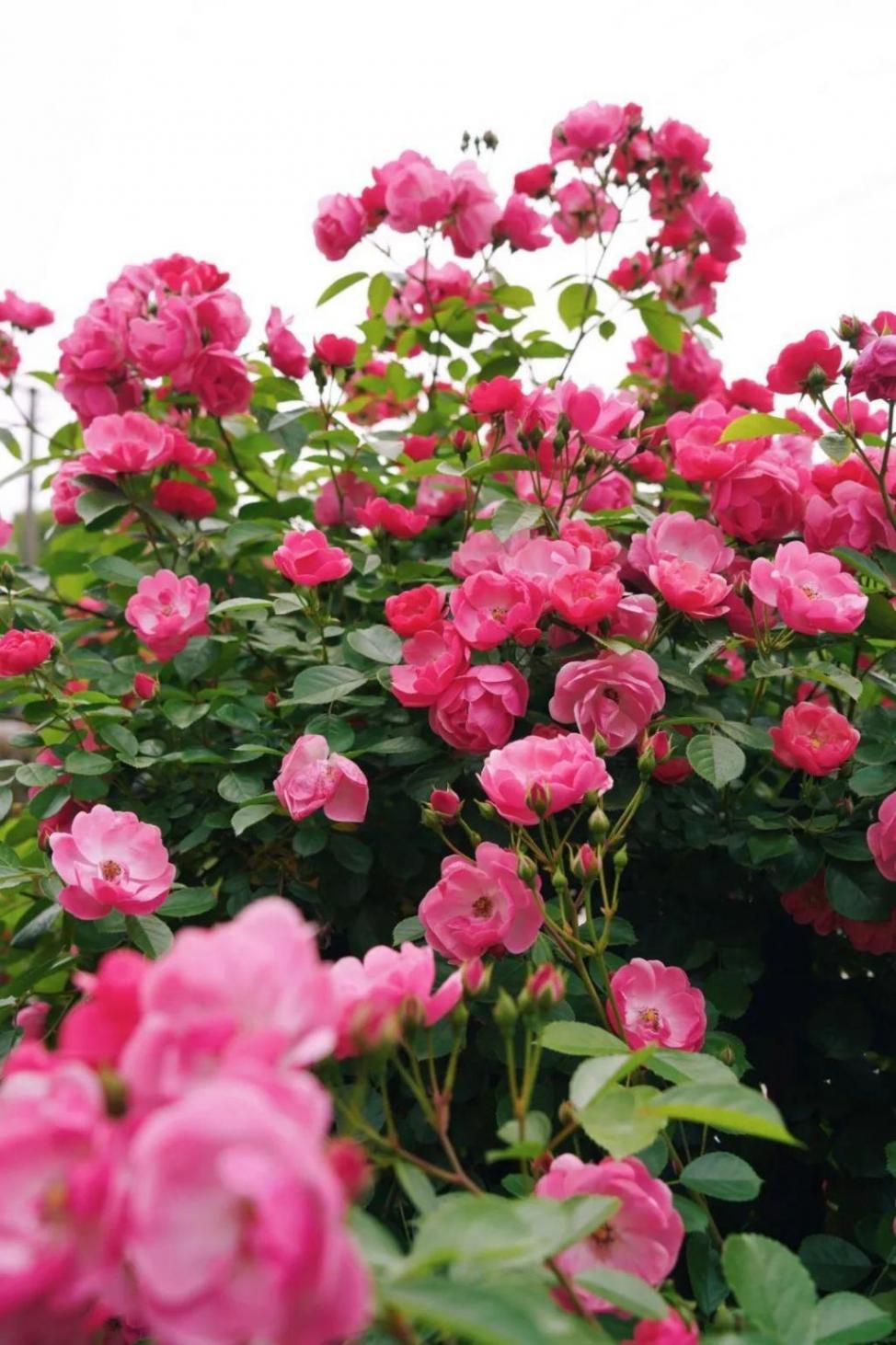 暮春里的繁華!這條公路太浪漫了