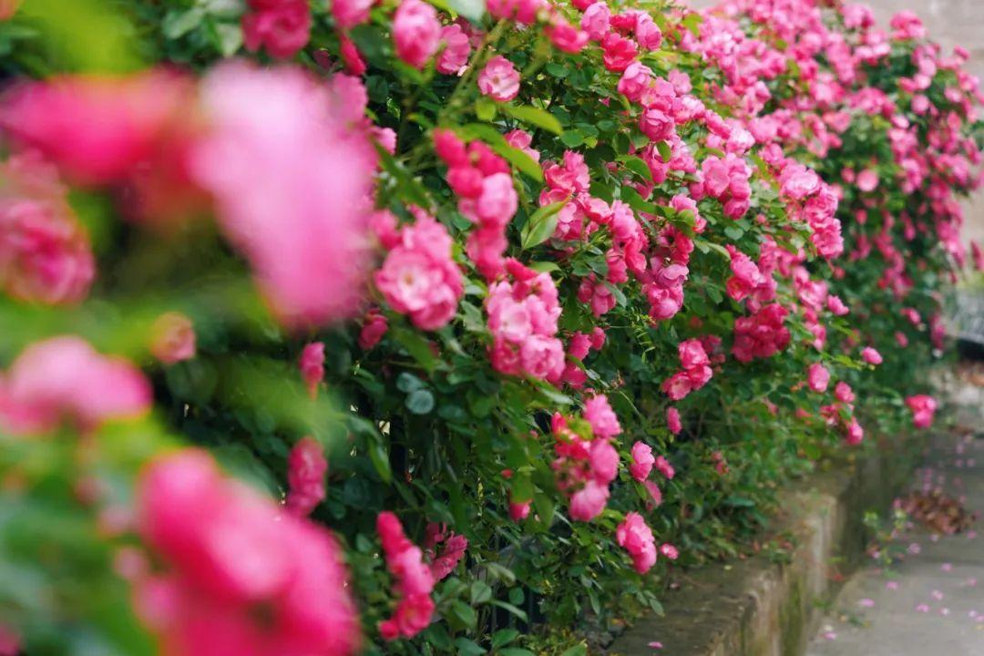 暮春里的繁華!這條公路太浪漫了