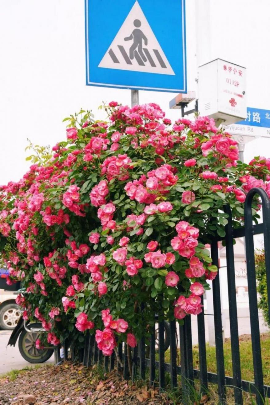 暮春里的繁華!這條公路太浪漫了