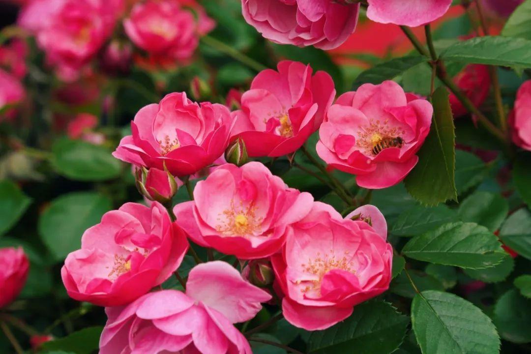 暮春里的繁華!這條公路太浪漫了