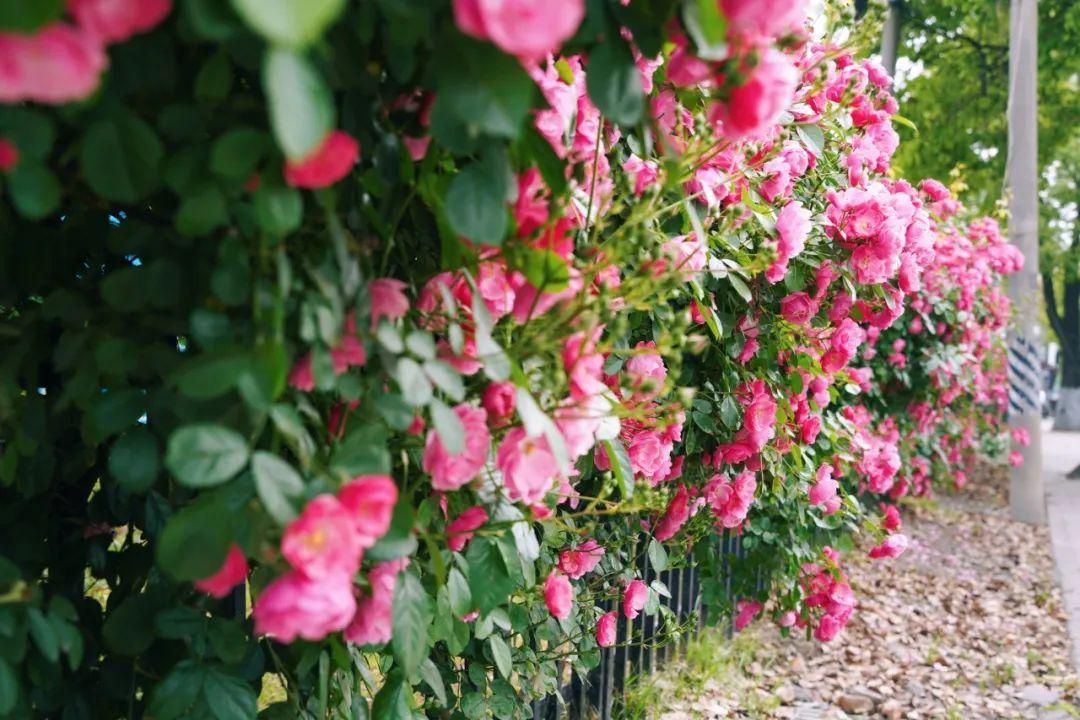 暮春里的繁華!這條公路太浪漫了
