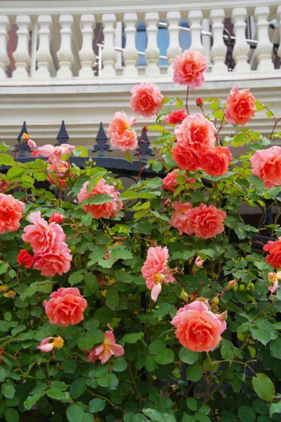 暮春里的繁華!這條公路太浪漫了