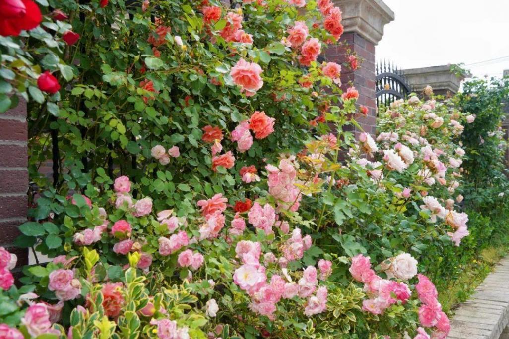 暮春里的繁華!這條公路太浪漫了