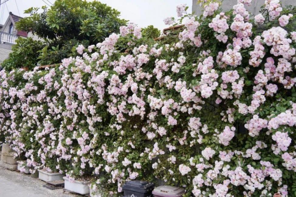 暮春里的繁華!這條公路太浪漫了