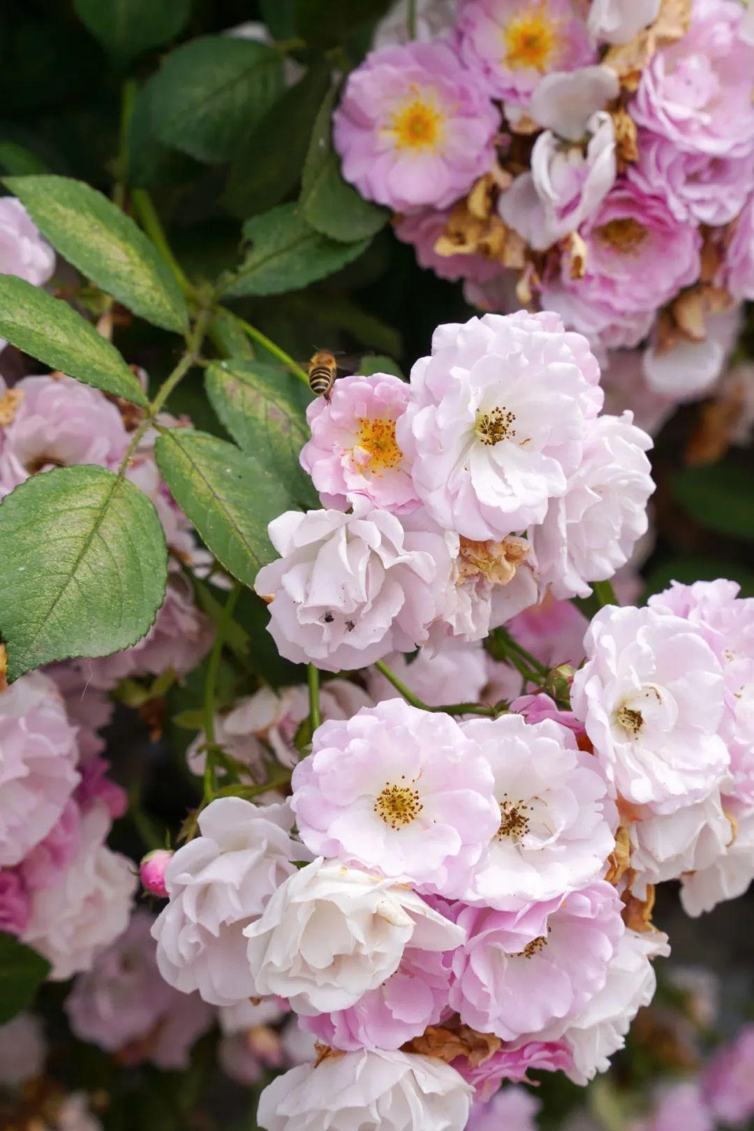 暮春里的繁華!這條公路太浪漫了