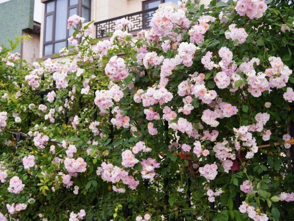 暮春里的繁華!這條公路太浪漫了