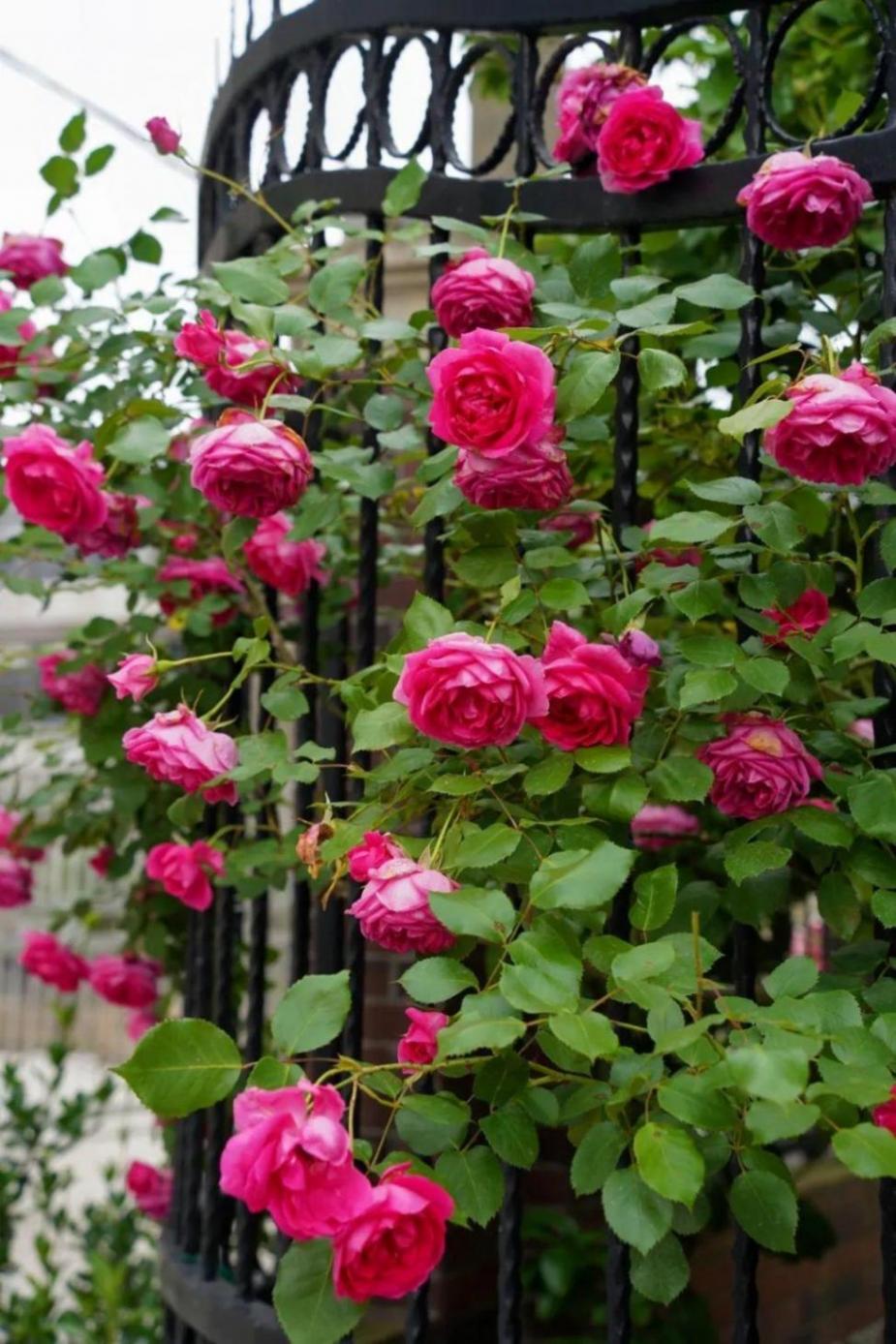 暮春里的繁華!這條公路太浪漫了