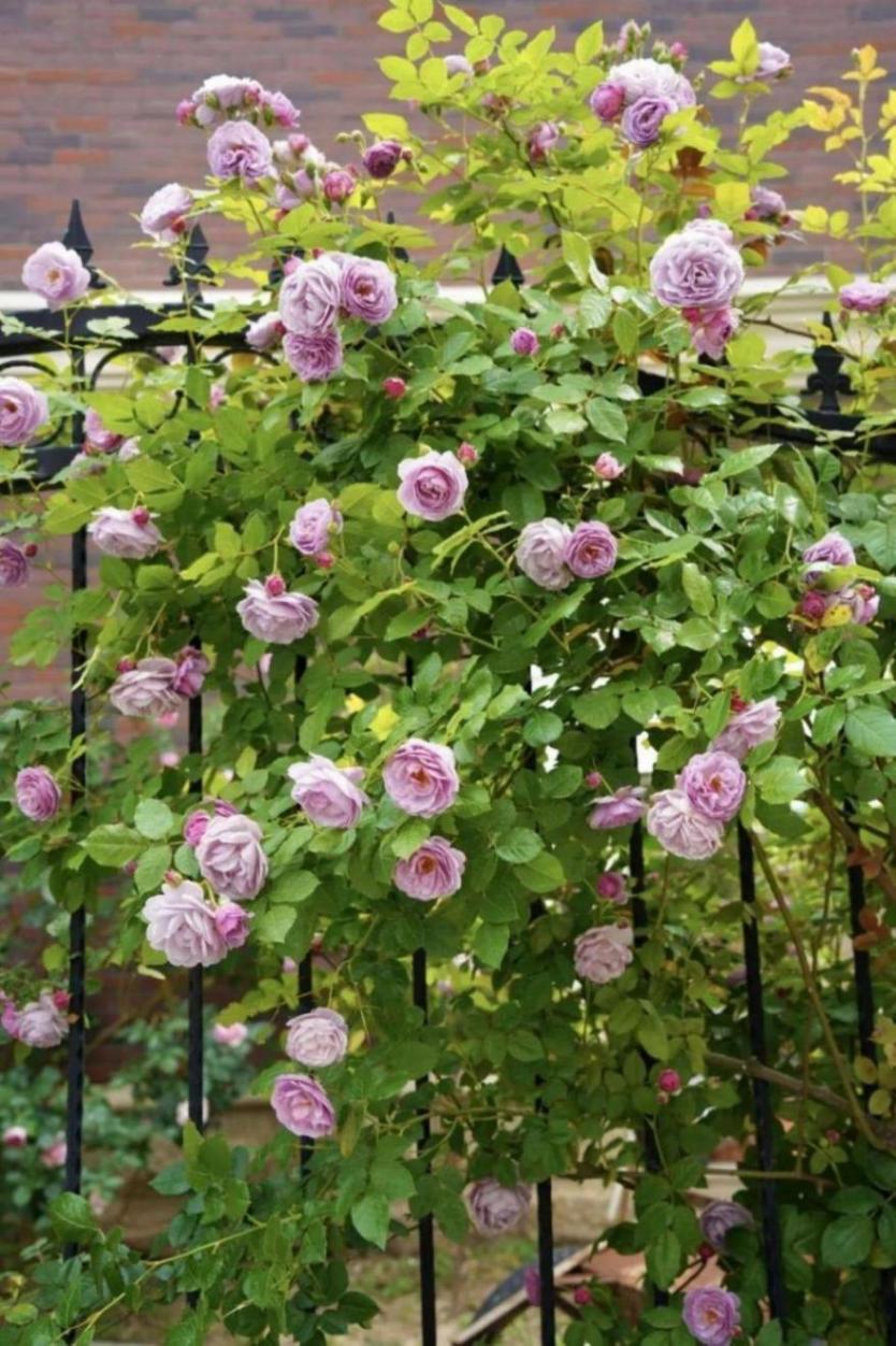 暮春里的繁華!這條公路太浪漫了