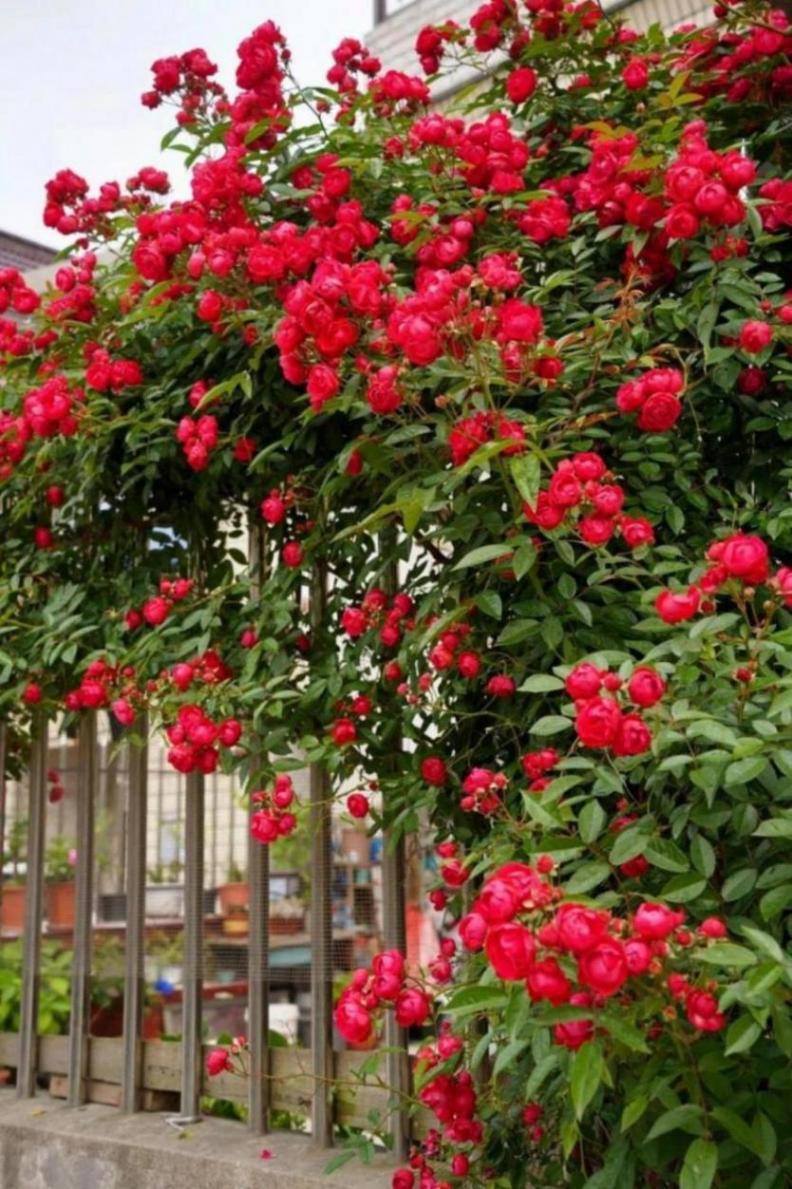 暮春里的繁華!這條公路太浪漫了