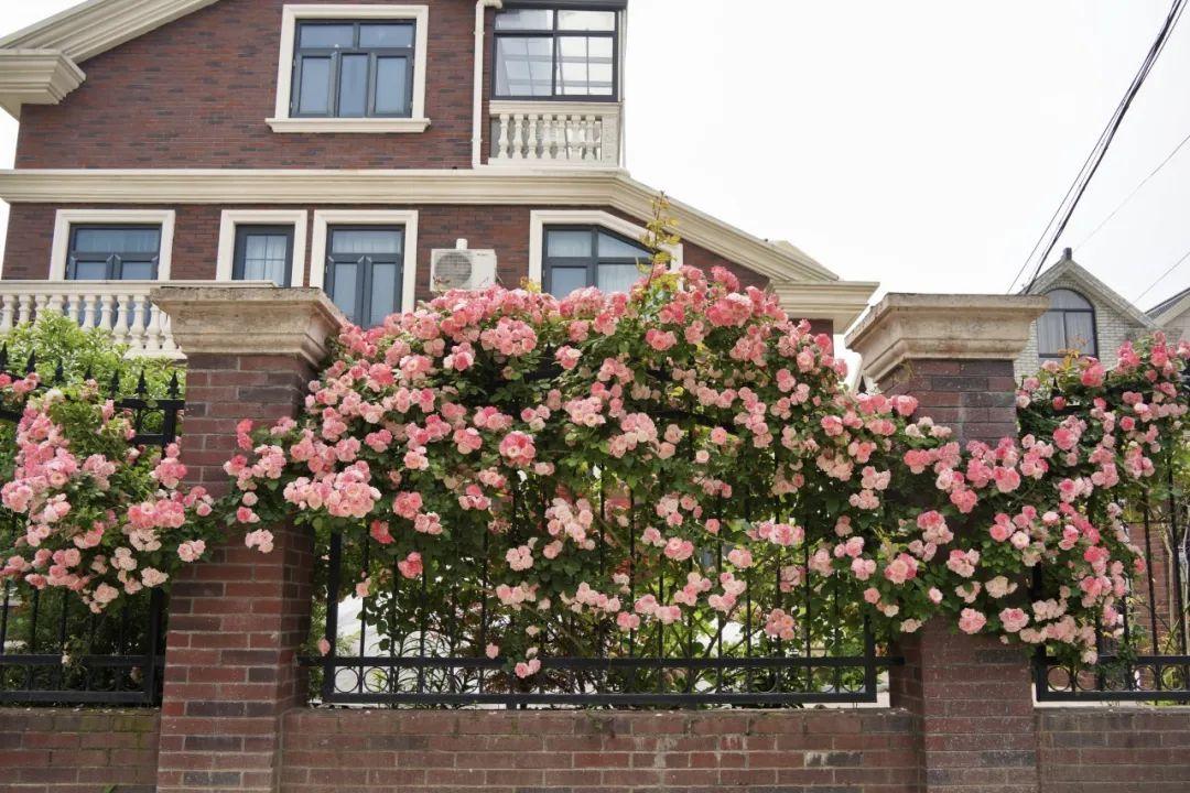 暮春里的繁華!這條公路太浪漫了