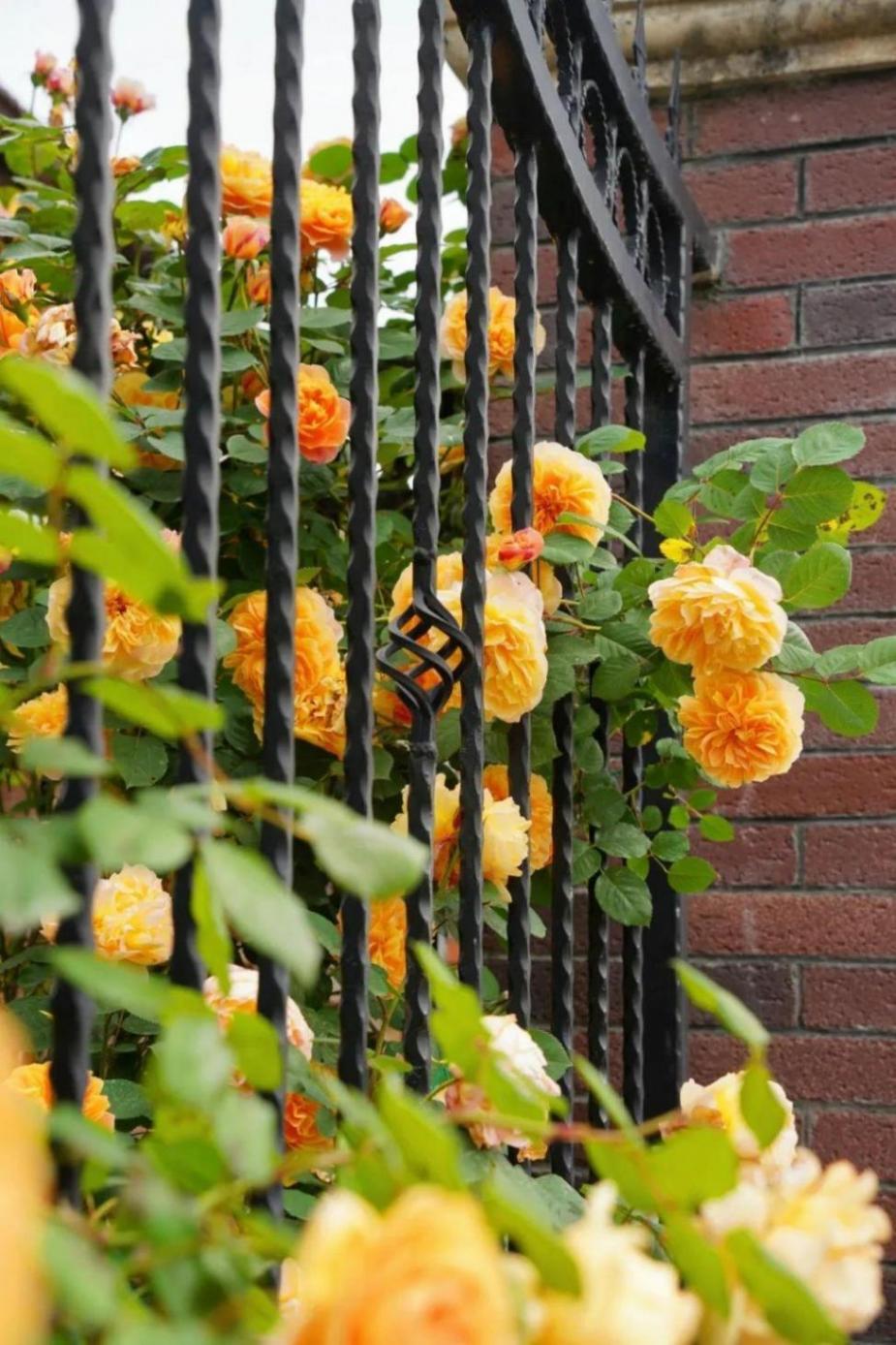 暮春里的繁華!這條公路太浪漫了