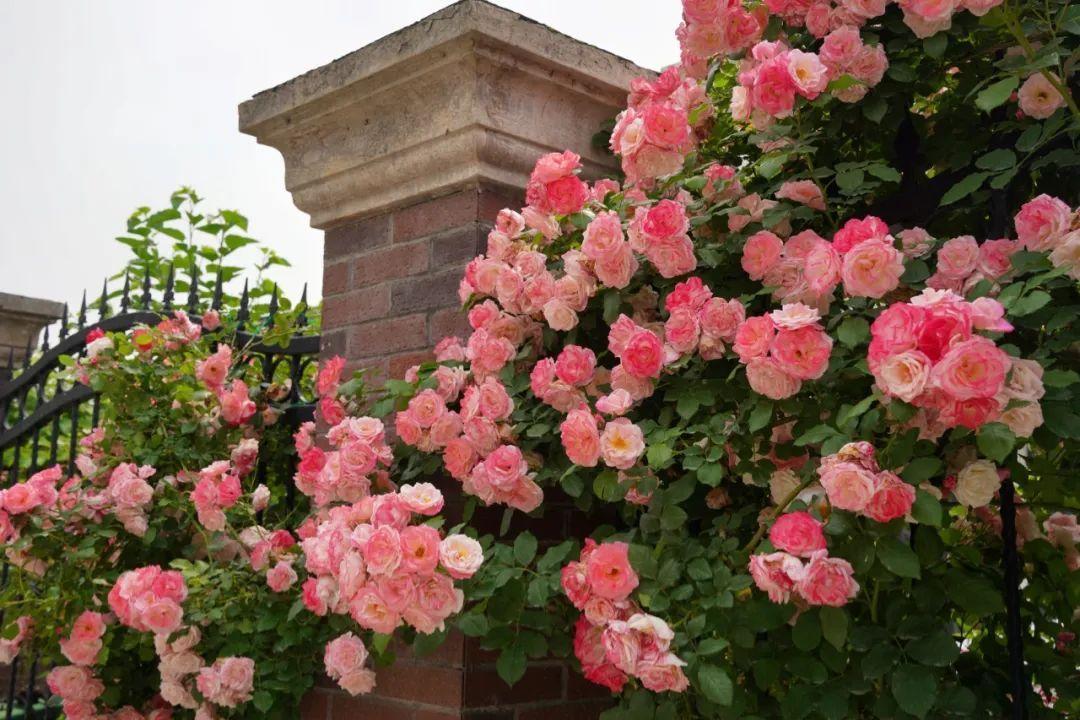 暮春里的繁華!這條公路太浪漫了