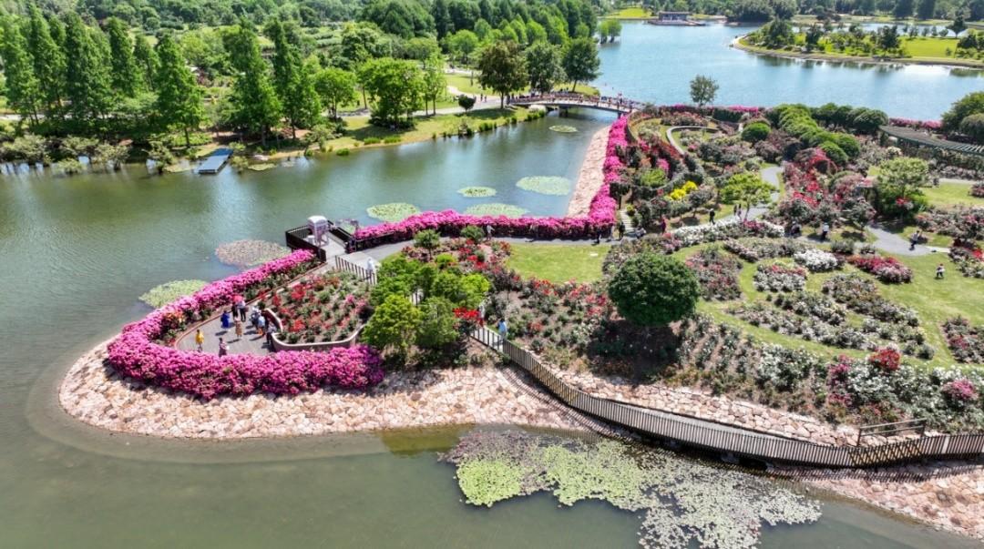 賞花好去處!辰山月季園進(jìn)入最佳觀賞期