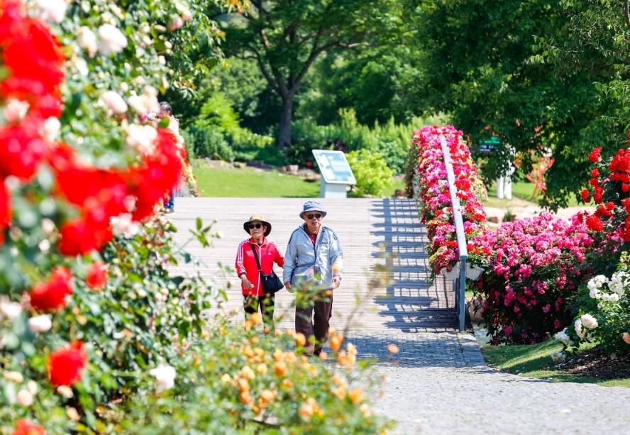 賞花好去處!辰山月季園進(jìn)入最佳觀賞期