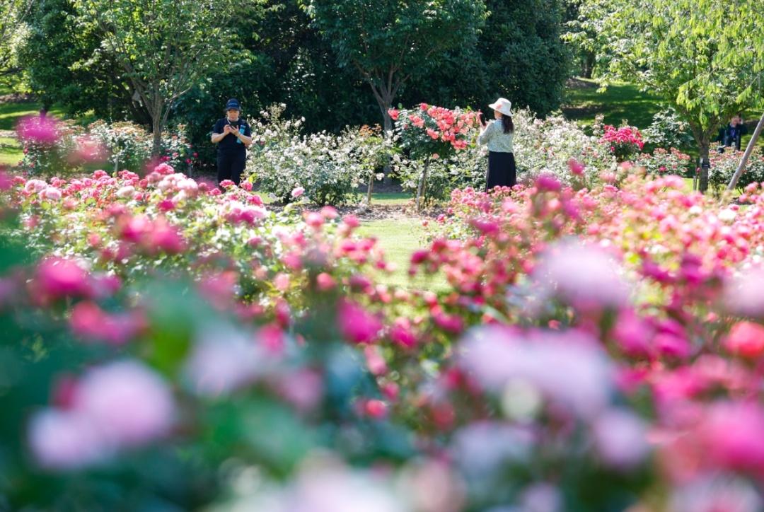 賞花好去處!辰山月季園進(jìn)入最佳觀賞期