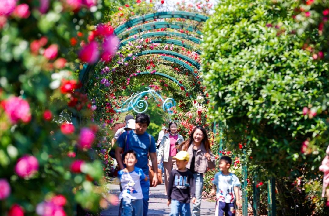 賞花好去處!辰山月季園進(jìn)入最佳觀賞期