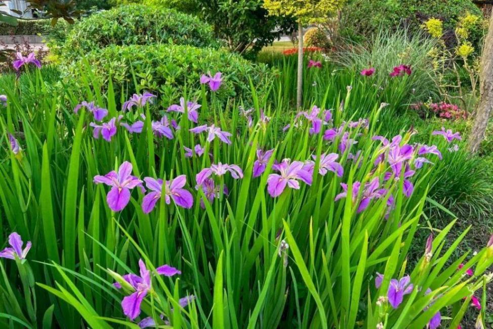 如蝶似鳶翩然飛,來松江這里感受紫色浪漫