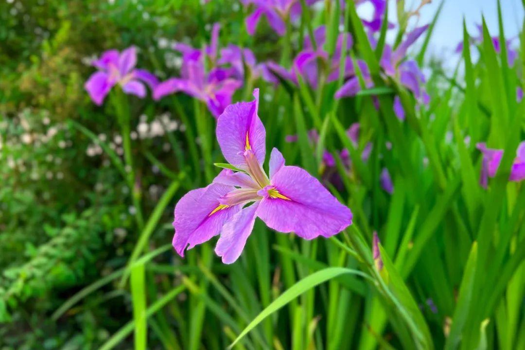 如蝶似鳶翩然飛,來松江這里感受紫色浪漫
